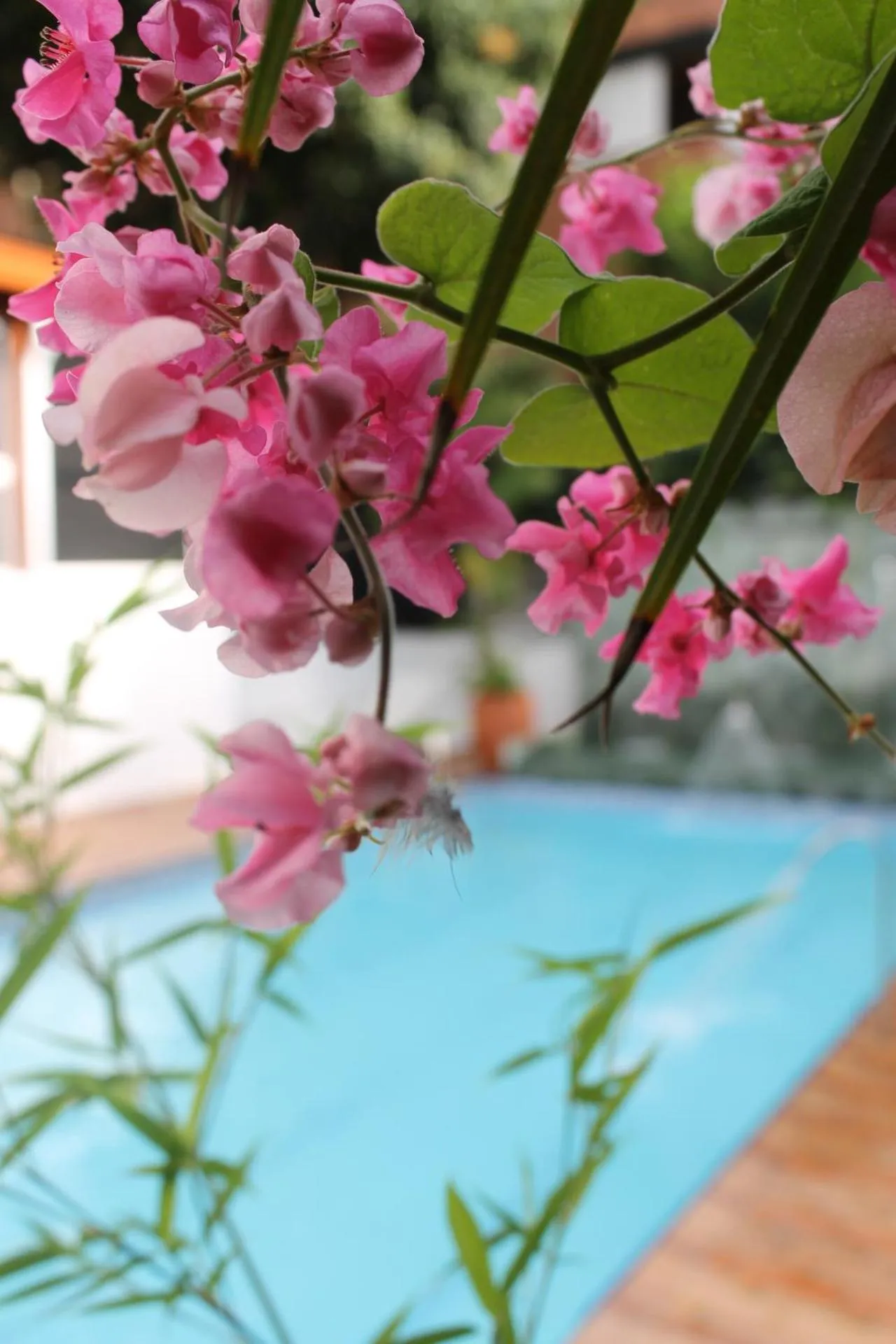 Hotel Boutique las Rosas 5 G