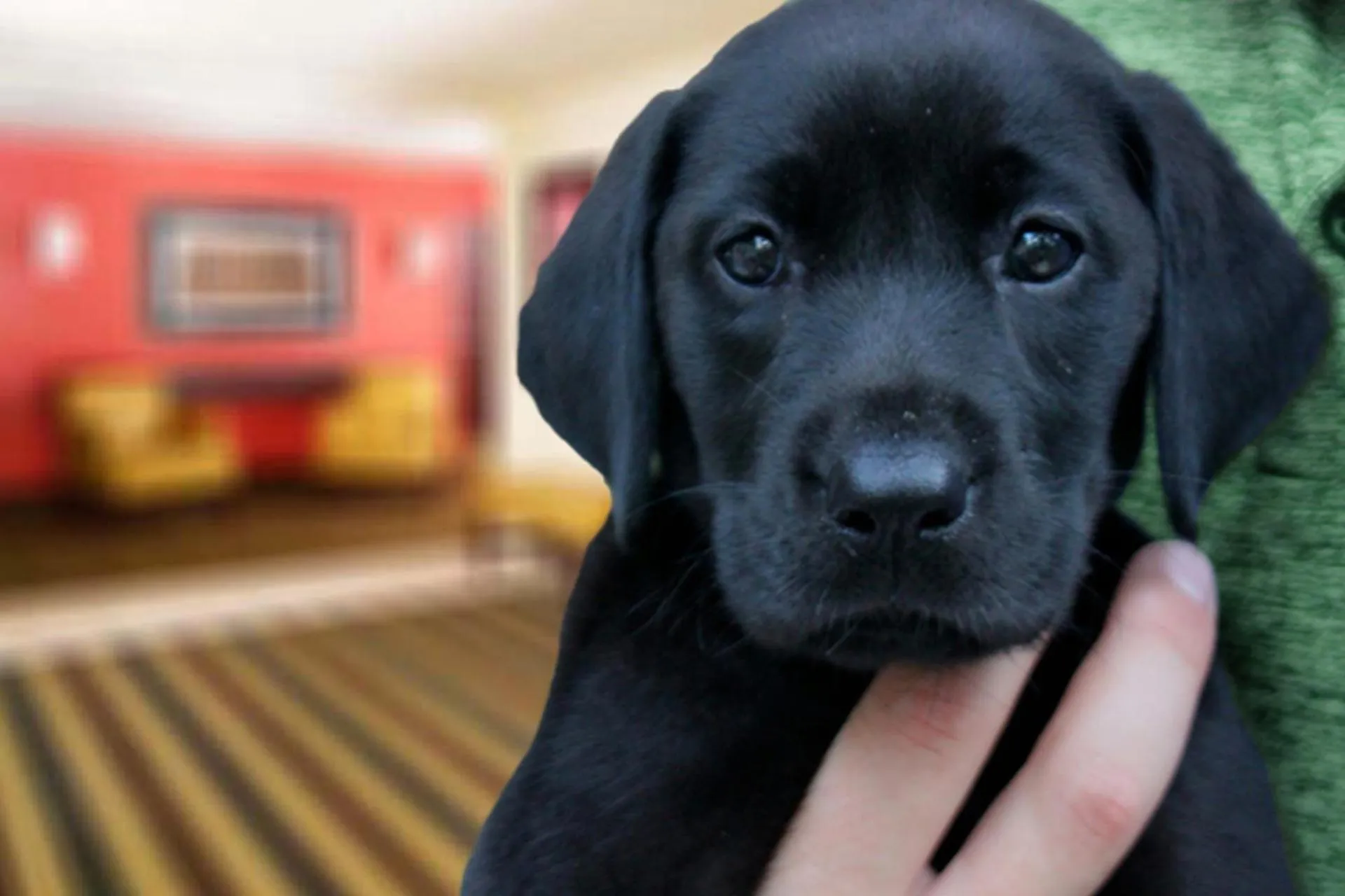 Dog Friendly Hotel $La Mirada - $Extended Stay America Suites - Los Angeles - La Mirada