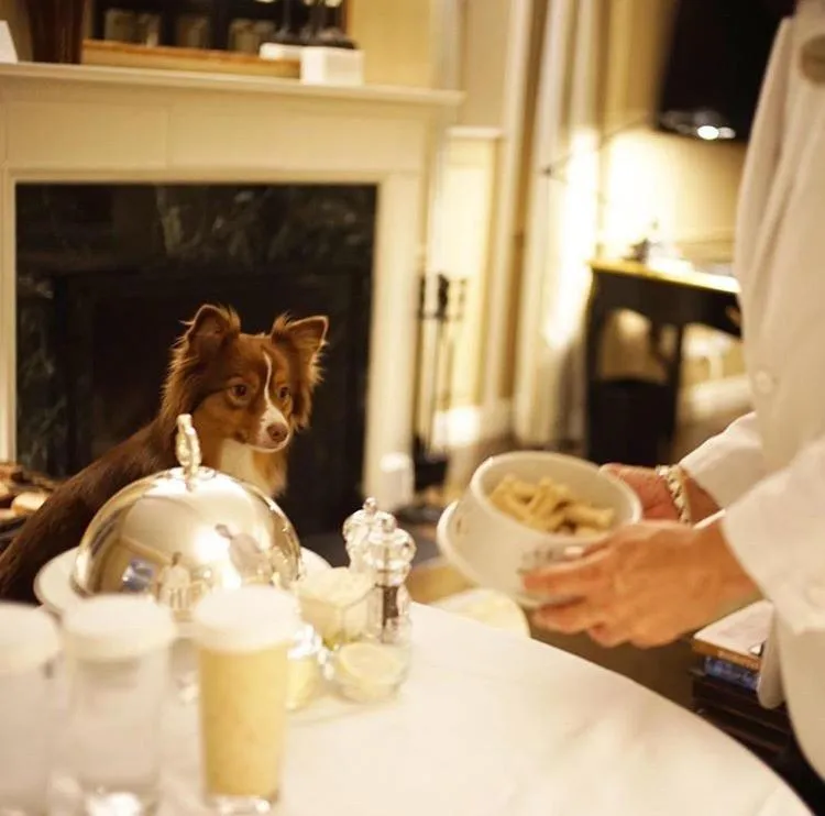 Dog Friendly Hotel $New York - $Lowell Hotel