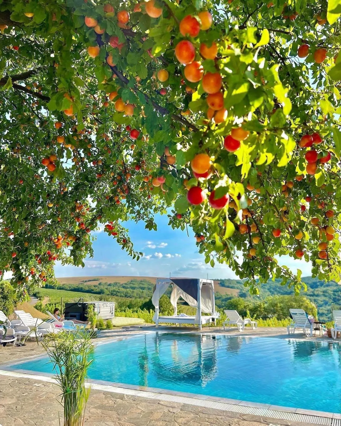 Dog Friendly Hotel $Neszmély - $Hilltop Borbirtok & Étterem