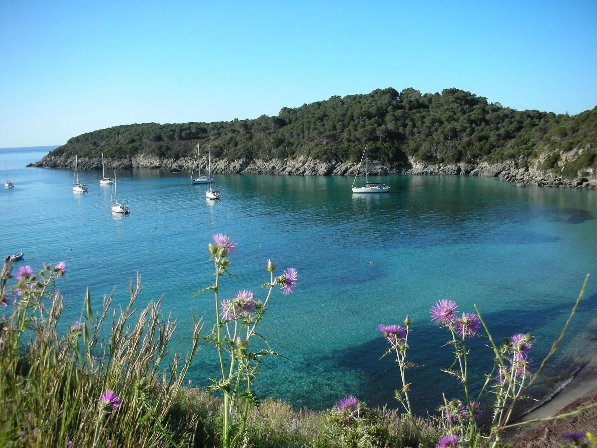 Dog Friendly Hotel $Campo nell'Elba - $Hotel Alma
