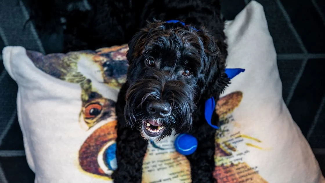 Kimpton Marlowe Hotel, a dog friendly hotel in Cambridge