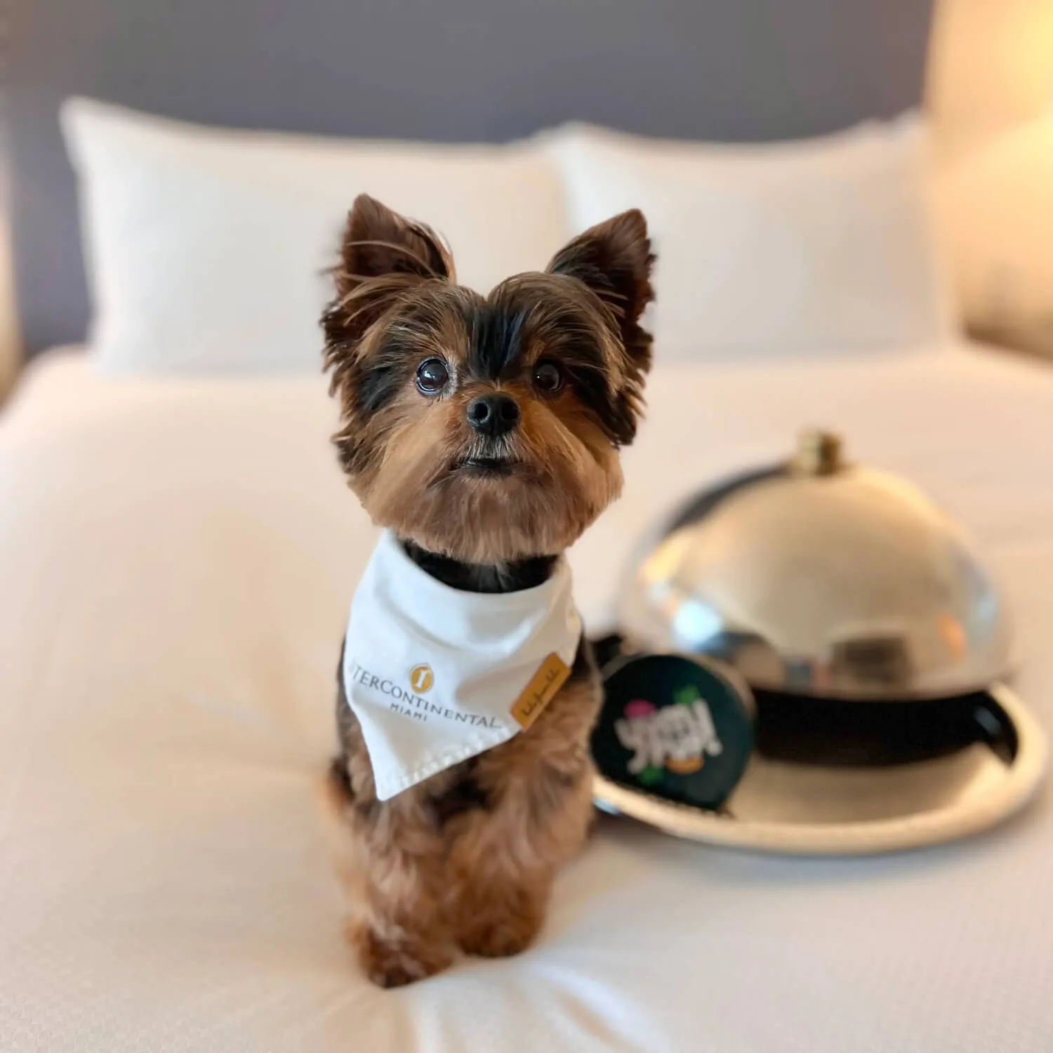 InterContinental Miami, a dog friendly hotel in Miami